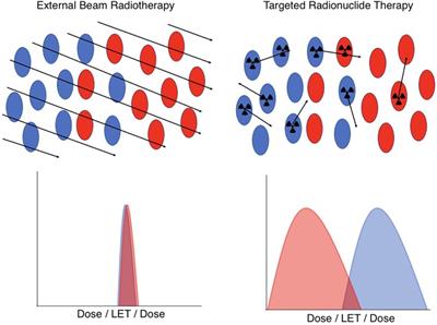 A fast Monte Carlo cell-by-cell simulation for radiobiological effects in targeted radionuclide therapy using pre-calculated single-particle track standard DNA damage data
